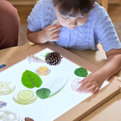 Acrylic Nature's Cross Sections