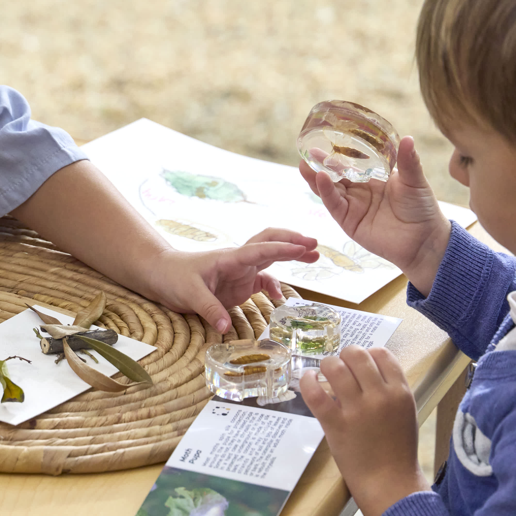 Specimen Life Cycle Puzzles